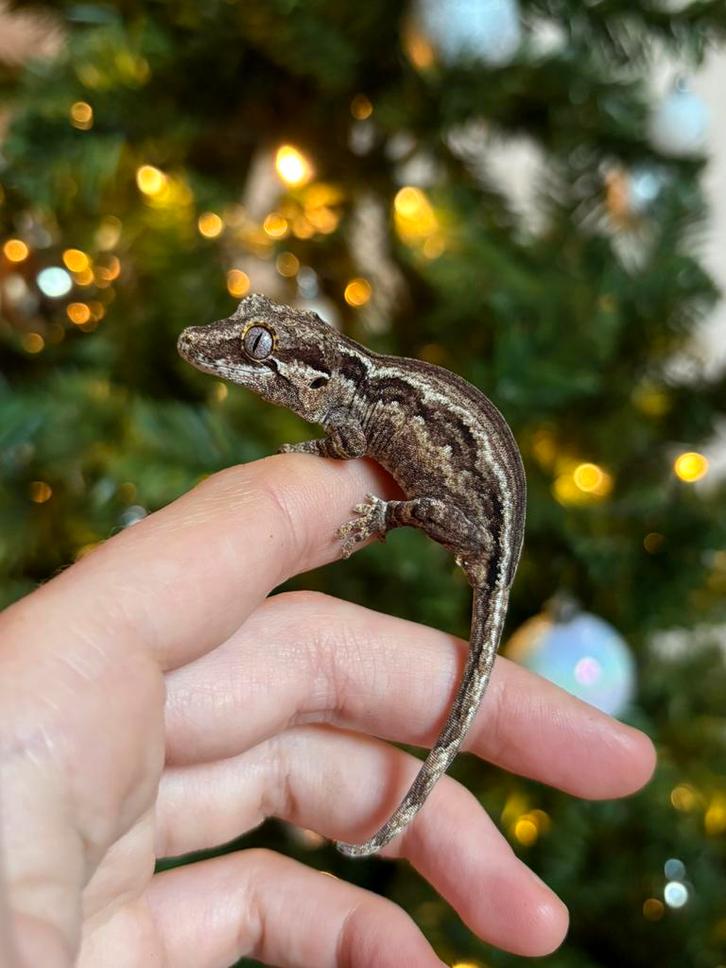 Striped gargoyle gekko