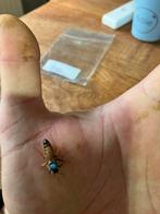 Buckfast f1 koninginnen., Dieren en Toebehoren, Insecten en Spinnen, Bijen