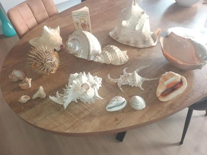 Zeldzame zeeschelpen/ fosielen, Verzamelen, Mineralen en Fossielen, Ophalen of Verzenden