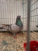 Keulse tuimelaars, Dieren en Toebehoren, Vogels | Duiven, Meerdere dieren