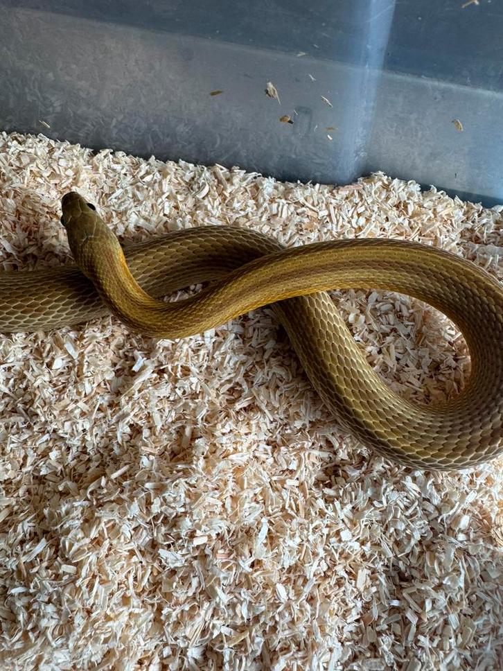 Pantherophis guttatus man