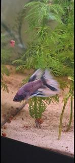 Zeldzame paarse betta, Vis