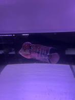 Flowerhorn, Vis, Zoetwatervis