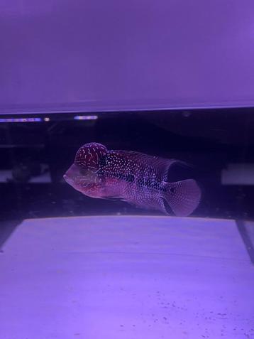 Flowerhorn beschikbaar voor biedingen