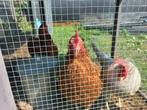 3 jonge leghennen kippen  3 bruine te koop, Dieren en Toebehoren, Pluimvee, Vrouwelijk, Kip
