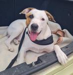 Bighi ter adoptie, Particulier, Rabiës (hondsdolheid), 15 weken tot 1 jaar, Reu