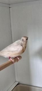 Gould  silver pop 2024, Dieren en Toebehoren, Vogels | Overige Vogels, Vrouwelijk, Tropenvogel