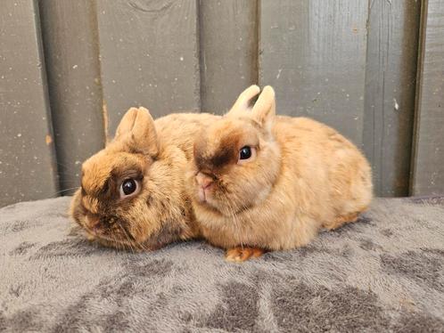 2 kleurdwerg voedsters, Dieren en Toebehoren, Konijnen, Dwerg, Vrouwelijk, 0 tot 2 jaar