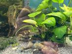 Ancistrus green dragon korte vin, Dieren en Toebehoren, Vissen | Aquariumvissen, Vis, Zoetwatervis