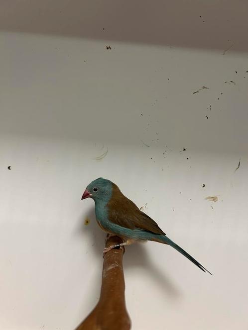 1-0 blauwkop  blauwfazantje, Dieren en Toebehoren, Vogels | Overige Vogels, Tropenvogel, Mannelijk, Geringd