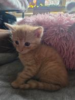 3 rooie half ragdoll kittens, Dieren en Toebehoren, Katten en Kittens | Raskatten | Langhaar