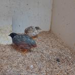 Koppels Chinese dwergkwartels, Dieren en Toebehoren, Vogels | Overige Vogels, Meerdere dieren