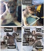 Husky pups ter adoptie, asielhondjes, geen broodfok, Dieren en Toebehoren, Honden | Niet-rashonden, Particulier, Rabiës (hondsdolheid)