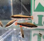 Hobbyaquarium Nannostomus Beckfordi/Potloodvisje Beckfordi, Vis, Zoetwatervis, Schoolvis