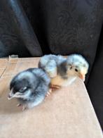 Mechelse koekoek kuikens, Dieren en Toebehoren, Pluimvee, Meerdere dieren, Kip