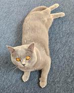Mooi rasechte dekkater, blauw britsekorthaar., Dieren en Toebehoren, 0 tot 2 jaar