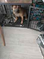 Dekreu, Dieren en Toebehoren, Honden | Dekreuen, Reu, 1 tot 2 jaar, Eén hond, Nederland