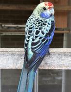 Gevraagd 0-1 Blauwwang Rosella, Dieren en Toebehoren, Vogels | Parkieten en Papegaaien, Meerdere dieren, Parkiet