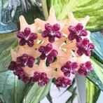 Hoya polyneura ‘inner variegated’, Overige soorten, Minder dan 100 cm, Bloeiende kamerplant, Halfschaduw