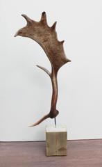 Groot DAMHERT GEWEI op houten sokkel - afwerpstang - ref. A, Ophalen of Verzenden, Nieuw, Hert, Gewei of Kop