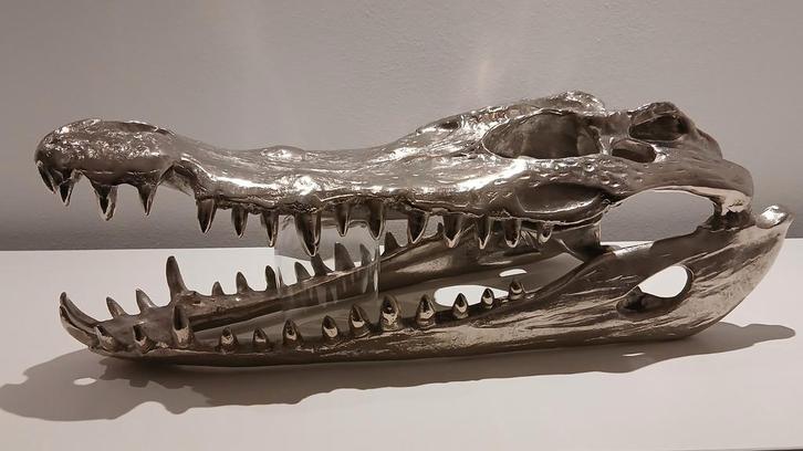 Krokodillen schedel XL Zilver Finish Eyecatcher!!, Verzamelen, Beelden en Beeldjes, Nieuw, Ophalen of Verzenden