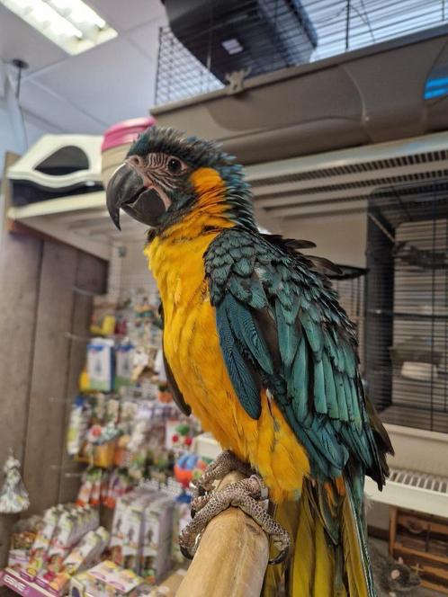 tamme jonge blauwkeel ara, Dieren en Toebehoren, Vogels | Parkieten en Papegaaien, Papegaai, Mannelijk