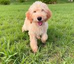 Junior goldendoodle pup te koop, België, Particulier, Rabiës (hondsdolheid), 15 weken tot 1 jaar