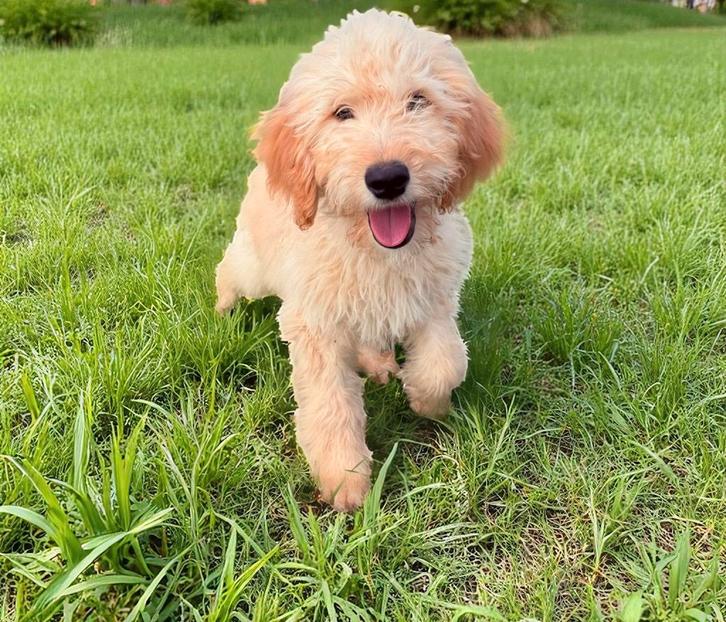 Junior goldendoodle pup te koop, Dieren en Toebehoren, Honden | Retrievers, Spaniëls en Waterhonden, Reu, Overige rassen, Particulier