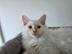 Siberische kitten (Neva Masquerade, mannetje) – 3 maanden, Kater, Gechipt, 0 tot 2 jaar