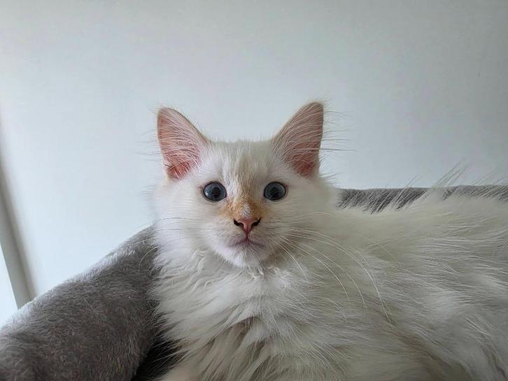 Siberische kitten (Neva Masquerade, mannetje) – 3 maanden, Dieren en Toebehoren, Katten en Kittens | Raskatten | Langhaar, Kater