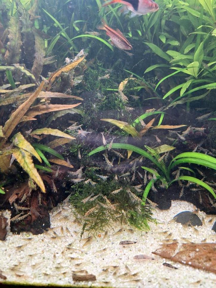Mooie gezonde garnalen, Dieren en Toebehoren, Vissen | Aquariumvissen, Kreeft, Krab of Garnaal