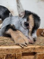 Dwerggeitje blauwschimmel  tan, Dieren en Toebehoren, Schapen, Geiten en Varkens, Vrouwelijk, Geit