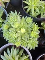 Sedum, Tuin en Terras, Planten | Tuinplanten, Ophalen of Verzenden, Zomer, Bodembedekkers, Volle zon