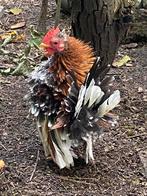 Serama haan krulveer, Dieren en Toebehoren, Pluimvee, Mannelijk, Kip
