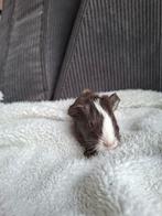 Baby cavia Taco ( kooi en toebehoren mogelijk ), Cavia, Mannelijk, Januari, Tam