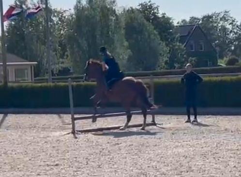 Verzorgpony gezocht!, Dieren en Toebehoren, Paarden en Pony's | Verzorgingsproducten, Zo goed als nieuw, Ophalen of Verzenden