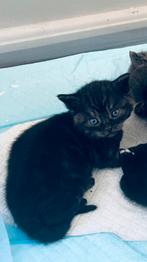 Kittens, Dieren en Toebehoren, Katten en Kittens | Overige Katten, Meerdere dieren, Kortharig, 0 tot 2 jaar