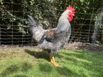 Olijflegger haan (koekoek) 4 mnd zoekt thuis, Dieren en Toebehoren, Mannelijk, Kip
