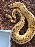 Pastel Pinstripe 100% het Clown vrouw, nakweek 2022, Dieren en Toebehoren, Slang, Tam, 3 tot 6 jaar