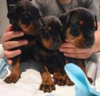 Dobermann Puppies op zoek naar een gouden mandje, Dieren en Toebehoren, België, Particulier, Rabiës (hondsdolheid), Overige rassen