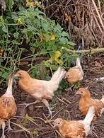 Friese hoenders geelwitpel, Dieren en Toebehoren, Pluimvee, Meerdere dieren, Kip