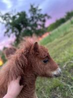 Lieve jaarling hengst, Ophalen