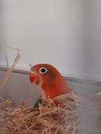 Agapornis Opaline Wildkleur, Dieren en Toebehoren, Geslacht onbekend, Dwergpapegaai of Agapornis, Geringd