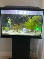 Aqarium 70 superfish compleet, Ophalen, Zo goed als nieuw, Leeg aquarium