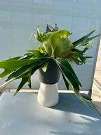 Hertshoornvaren Platycerium bifurcatum P17, Overige soorten, In pot, Minder dan 100 cm, Groene kamerplant