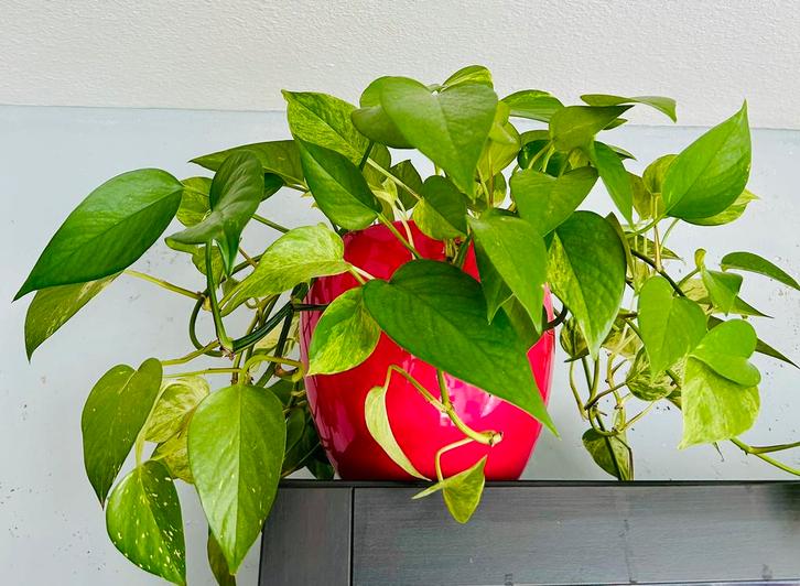 Grandioze ‘Golden Pothos’ | ca.50cm | In roze pot | Zie info, Huis en Inrichting, Kamerplanten, Overige soorten, Minder dan 100 cm