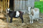 Lieve landgeit, Dieren en Toebehoren, Schapen, Geiten en Varkens, Meerdere dieren, Geit, 3 tot 5 jaar