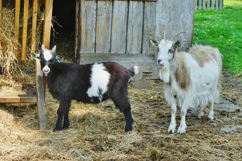 Lieve landgeit, Dieren en Toebehoren, Schapen, Geiten en Varkens, Geit, Meerdere dieren, 3 tot 5 jaar