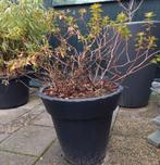 Mooie roze en gele azalea in nieuwe pot, Ophalen, Overige soorten, Volle zon