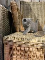 3 mooie Britse korthaar kittens Te koop, Dieren en Toebehoren, Ontwormd